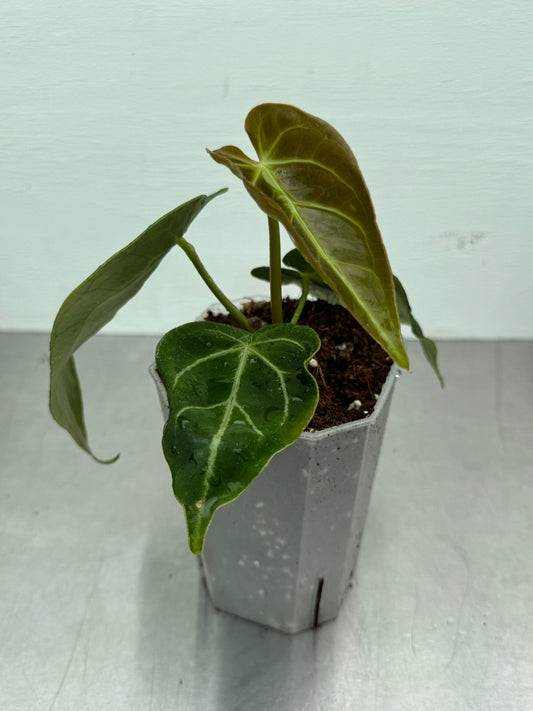 Anthurium magnificum potted houseplant with velvety heart-shaped leaves and white veins, ideal for indoor tropical decor in home and garden spaces.