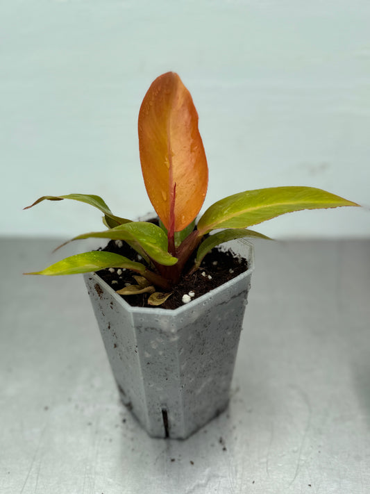 Philodendron Prince of Orange
