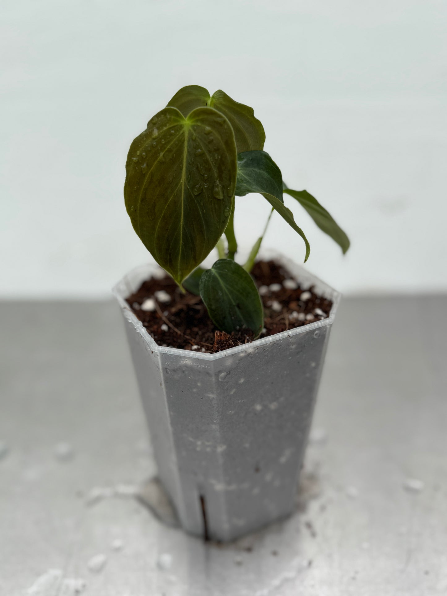 Philodendron 'esplêndido' - verrucosum x melanochrysum