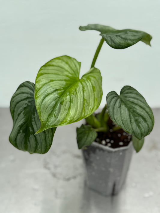 Philodendron mamei