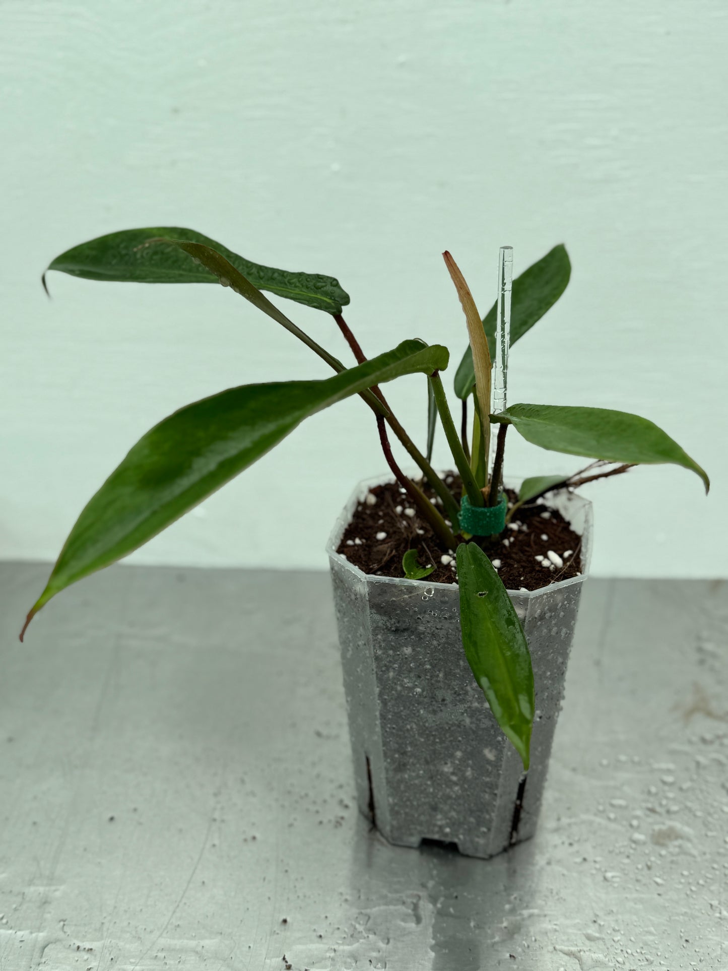 Philodendron Joepii