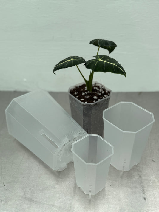 Medium transparent planter pot, 12x10cm