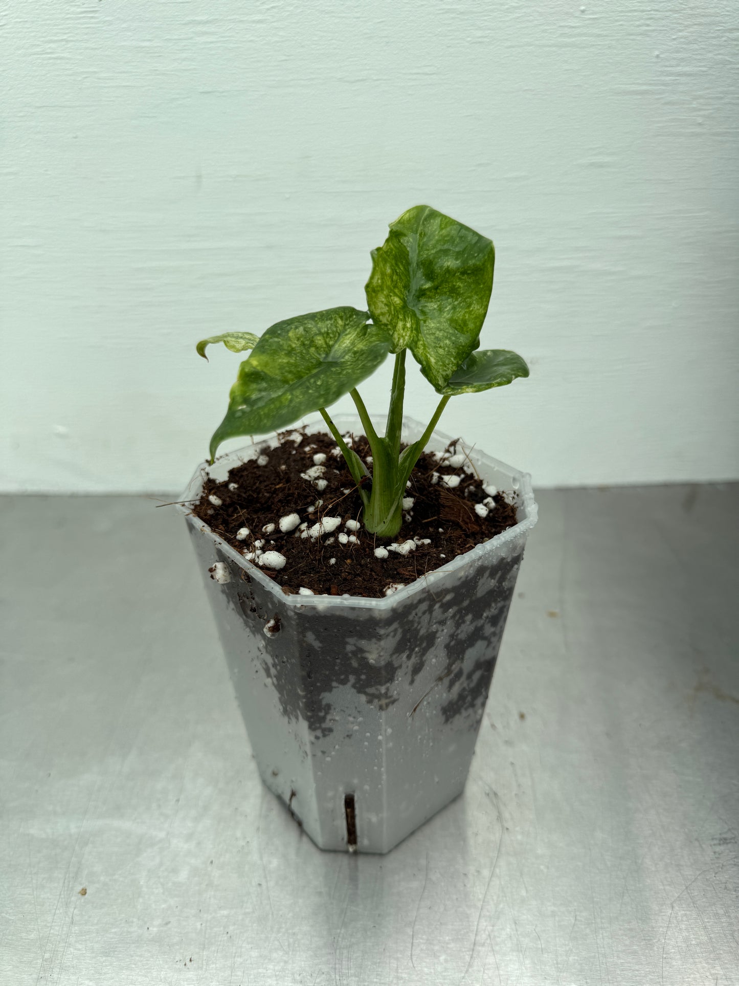 Alocasia odora Camouflage