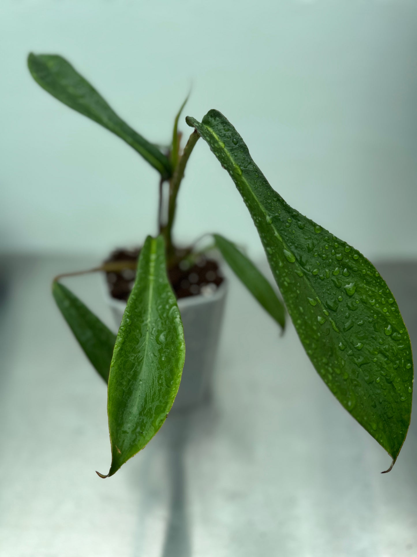 Philodendron Joepii
