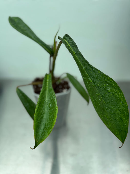 Philodendron Joepii
