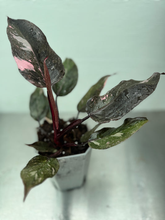 Philodendronrosa prinsessa galax