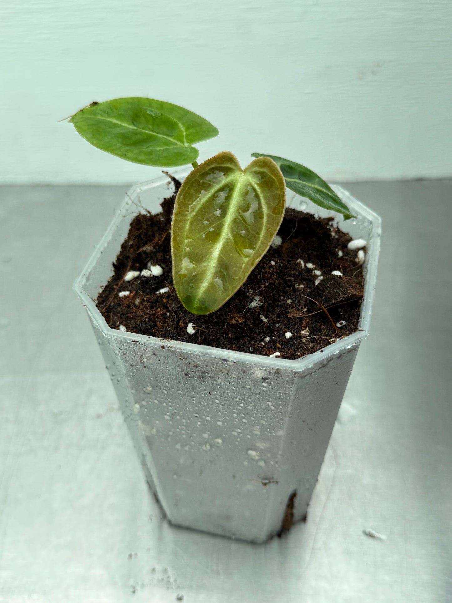 Anthurium regale
