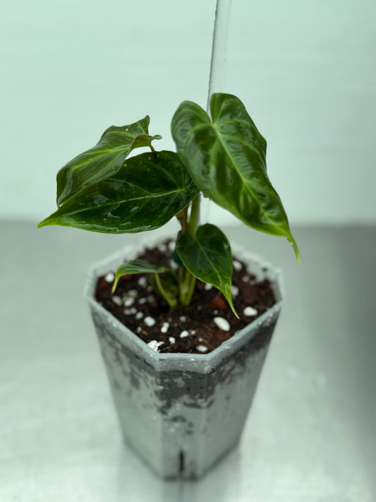 Philodendron verrucosum 'mini'
