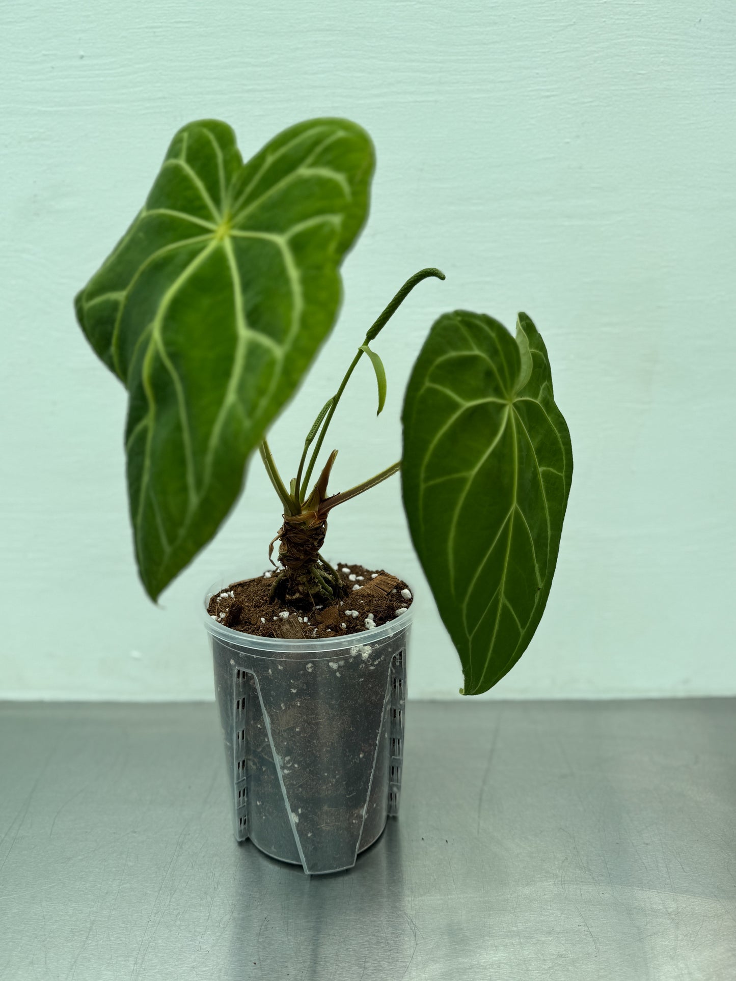 Large Transparent round planter pot – 14 cm