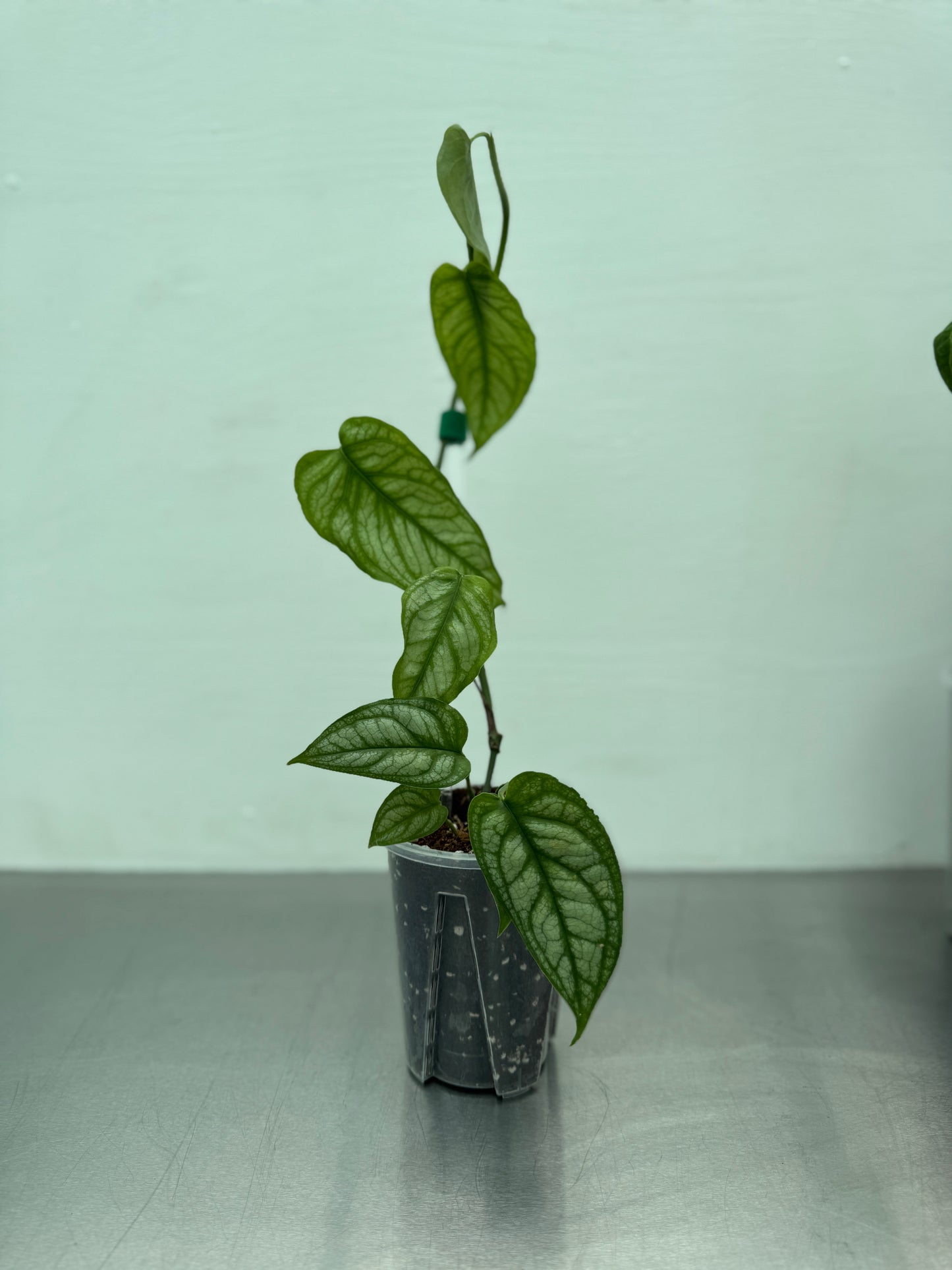 Small Transparent round planter pot – 10 cm