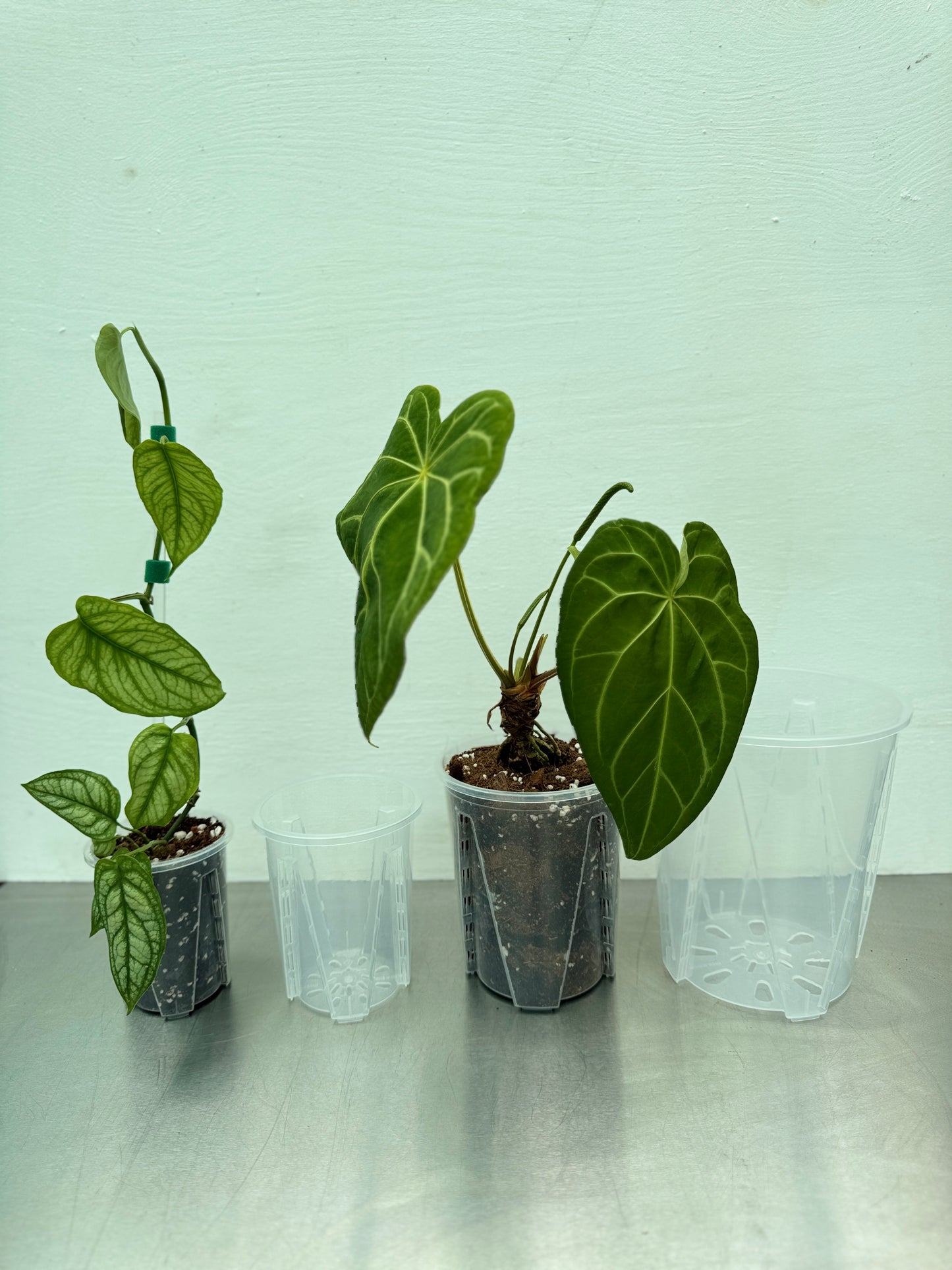 Large Transparent round planter pot – 14 cm