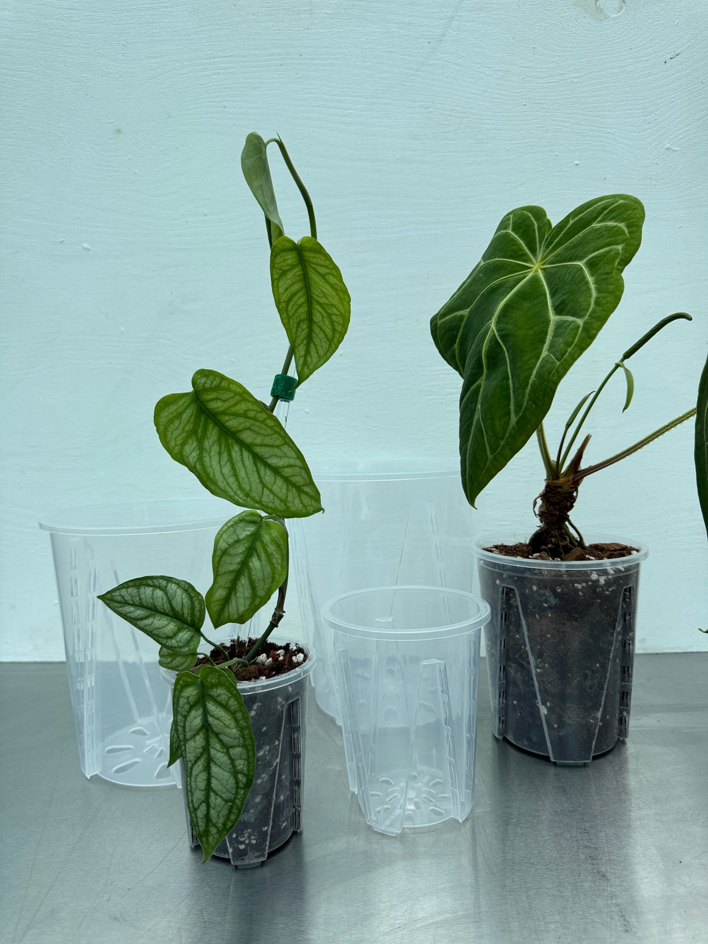 Large Transparent round planter pot – 14 cm