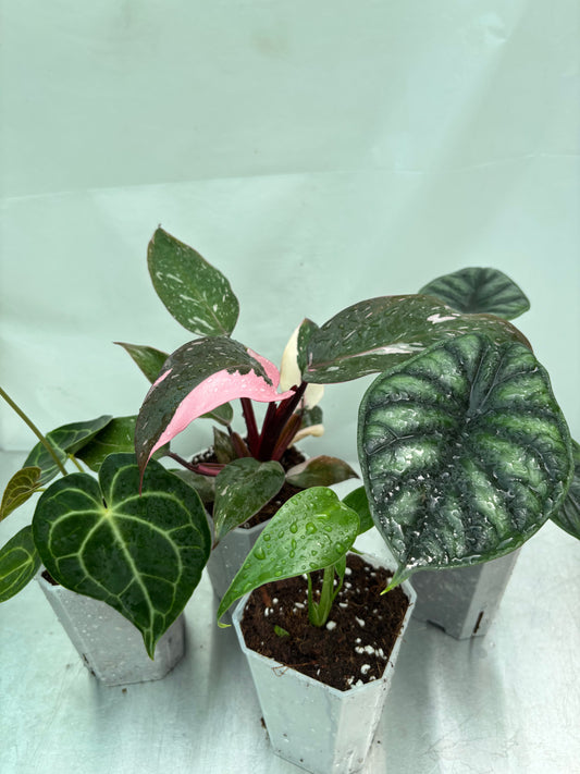 Beginner Friendly Plant Bundle featuring four rare tropical plants in nursery pots, ideal for new plant owners seeking easy-care greenery.
