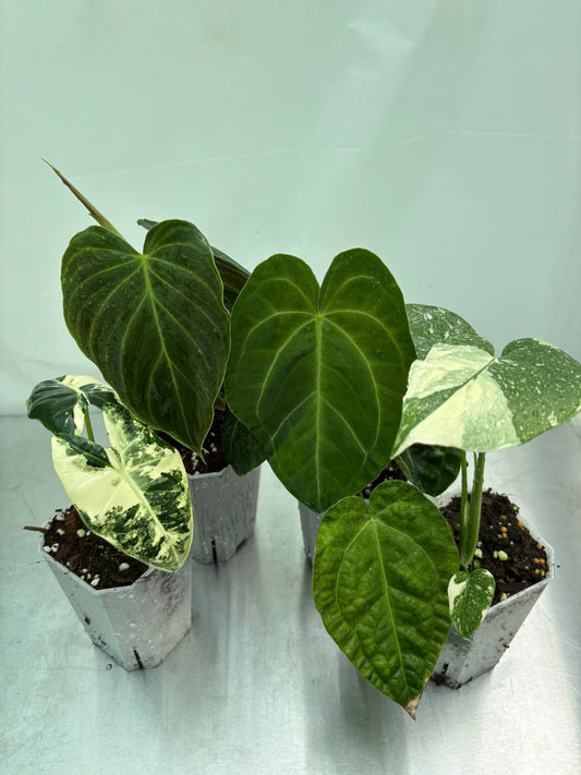 Intermediate Plant Bundle featuring four rare houseplants with bold foliage and unique textures in nursery pots, ideal for experienced plant lovers.