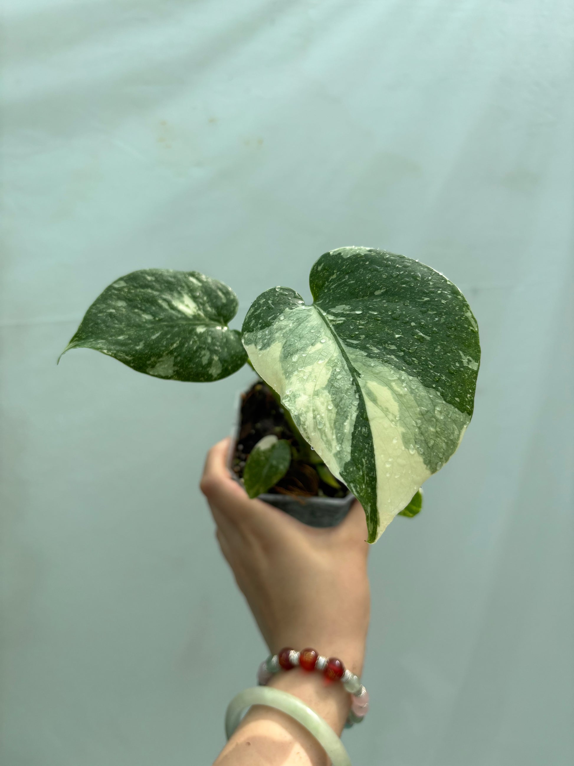 Variegated green and white houseplant from the Intermediate Plant Bundle, offering unique leaf patterns for intermediate-level plant collectors.