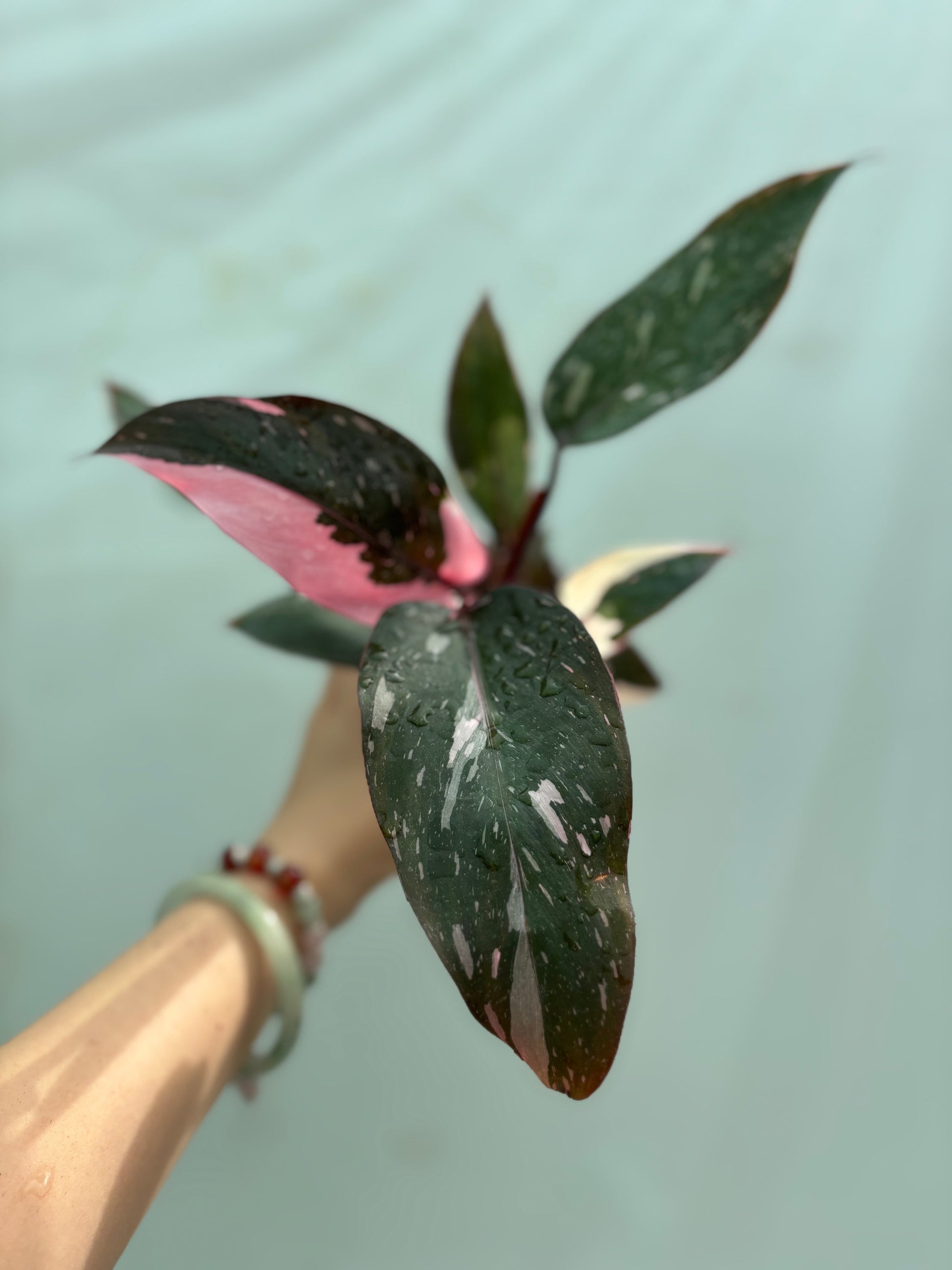 Pink variegated tropical plant from the Beginner Friendly Plant Bundle, showcasing striking foliage perfect for beginner plant enthusiasts.