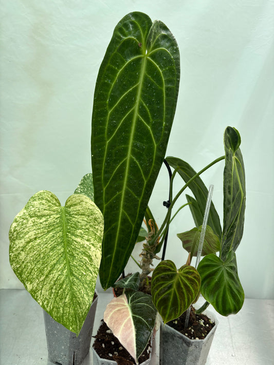 Experienced Plant Parent Bundle featuring rare tropical plants with striking foliage, ideal for advanced collectors seeking unique varieties.