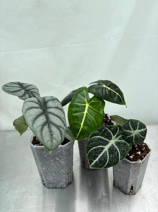 Easy Alocasia Bundle featuring three beginner-friendly Alocasia plants with striking foliage in nursery pots, ideal for indoor plant lovers.