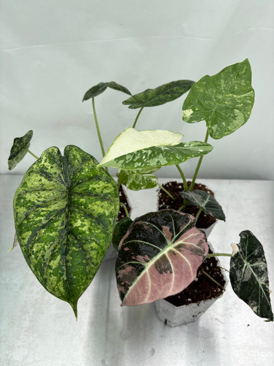 Hard alocasia bundle featuring a mix of variegated green, white, and pink foliage in small nursery pots. Ideal for rare houseplant collectors.