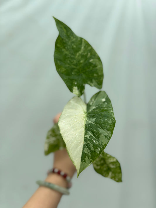 Alocasia gageana variegata with large green and white marbled leaves, ideal for indoor plant collections and tropical-themed home decor.