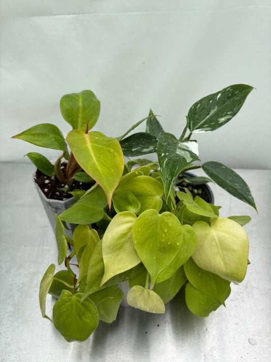 Easy Philodendron bundle featuring three vibrant, beginner-friendly plants with varied leaf colors and textures, ideal for low-maintenance decor.