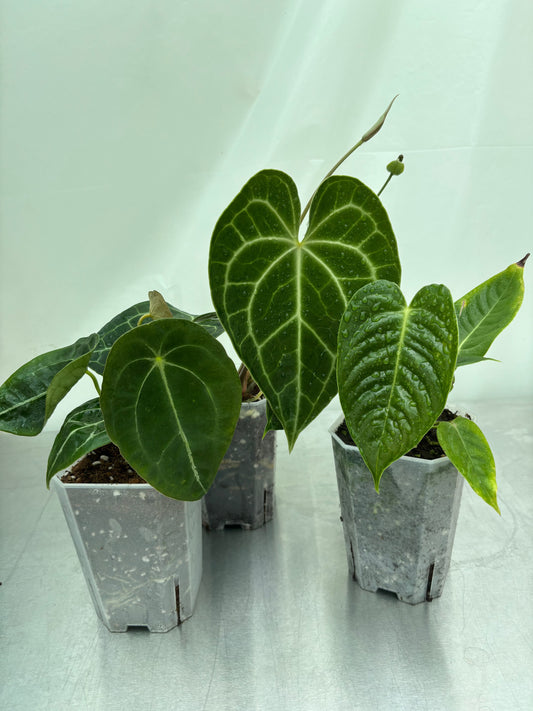 Easy Anthurium Bundle featuring three rare tropical anthurium plants in nursery pots, ideal for collectors expanding their foliage collection.