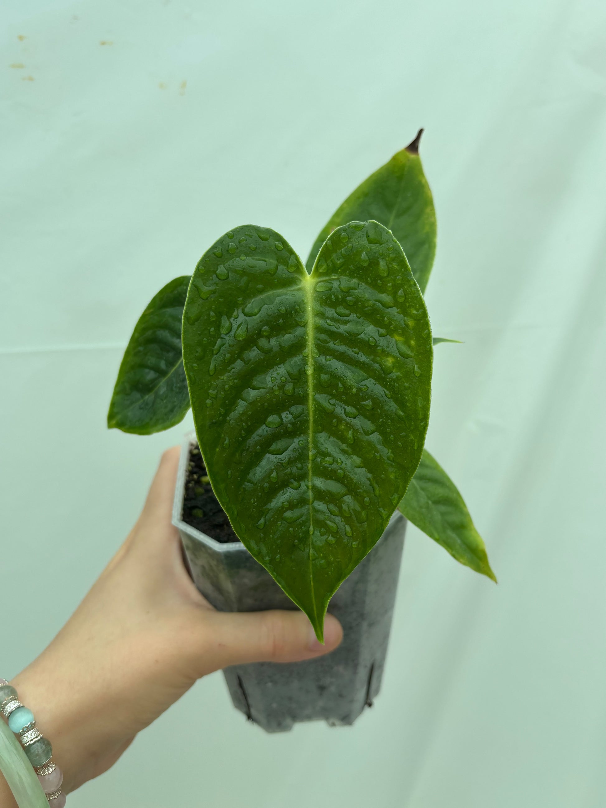 Single plant from the Easy Anthurium Bundle with glossy, ridged green leaves, perfect for indoor plant lovers seeking exotic foliage.