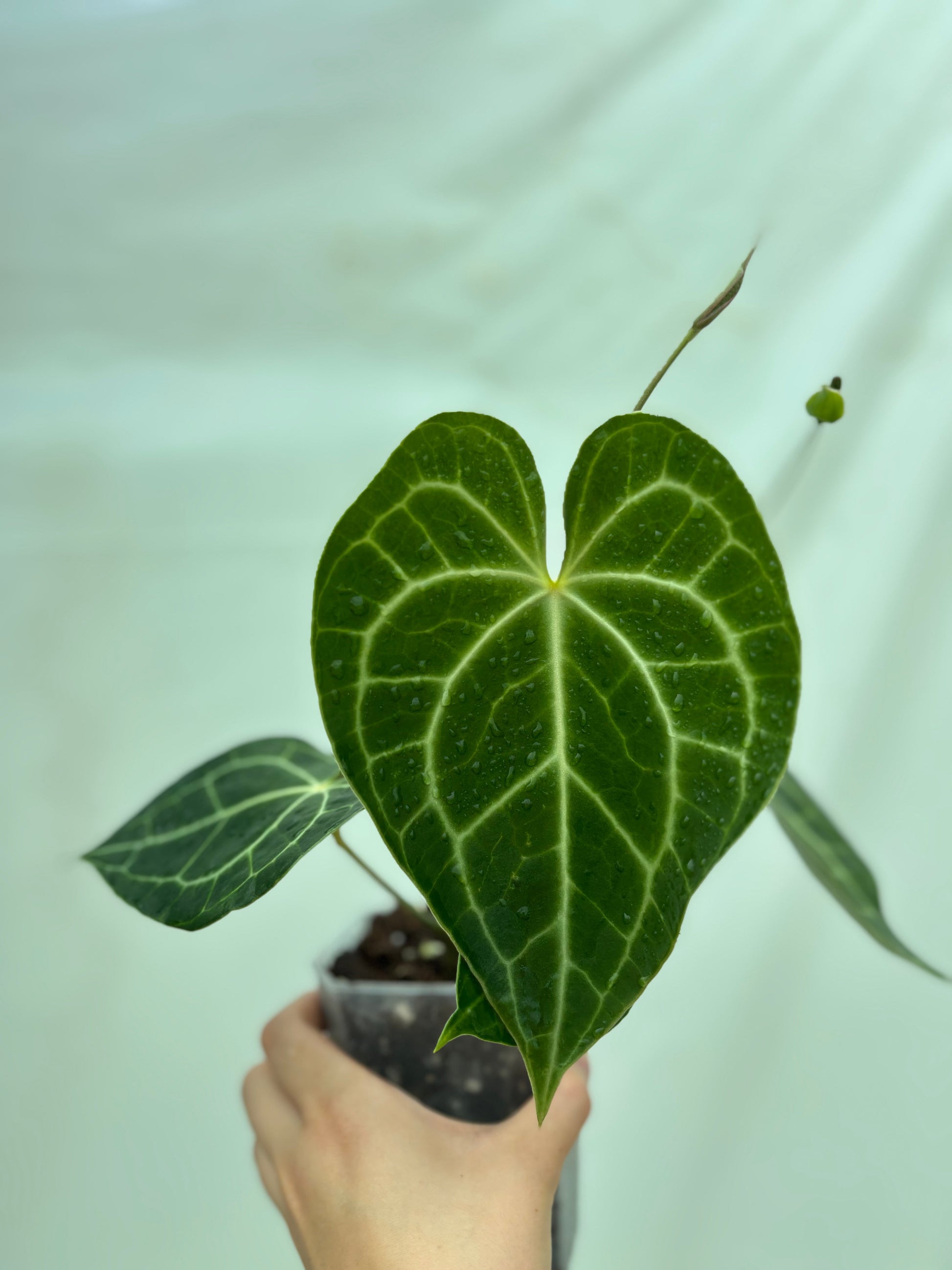 Close-up of a heart-shaped leaf from the Easy Anthurium Bundle, showcasing vibrant green veins and lush tropical texture.