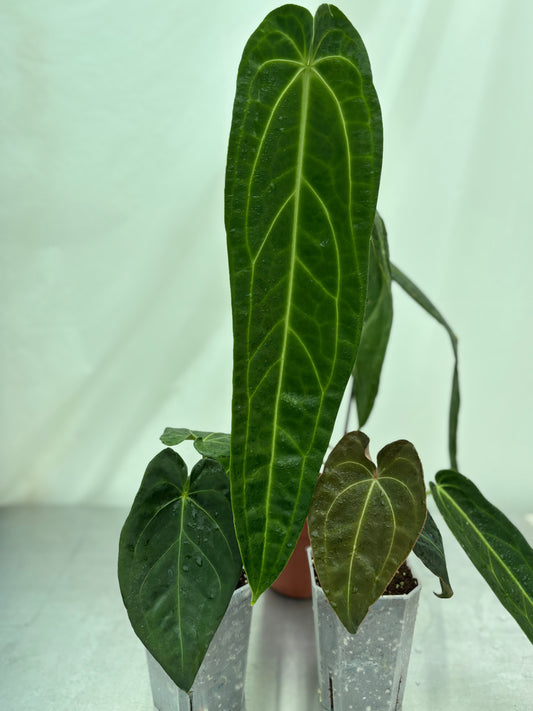 Hard anthurium bundle featuring three rare anthurium plants with velvety, elongated leaves in clear nursery pots, ideal for collectors.