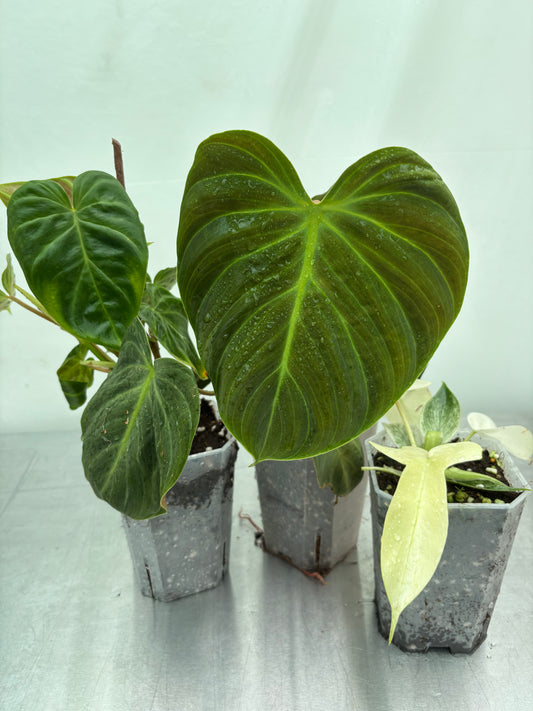 Hard Philodendron Bundle featuring three rare philodendron varieties with vibrant green and variegated foliage in nursery pots. Ideal for advanced plant collectors.