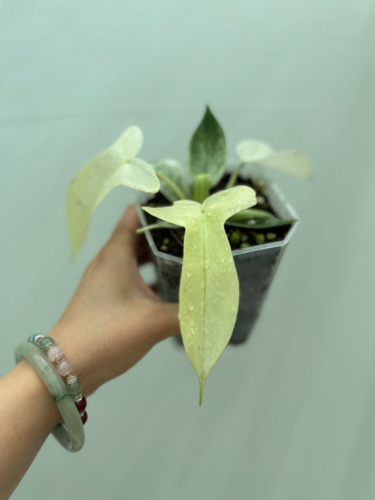 Philodendron 'Florida Ghost'