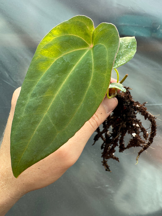 1x ovanligt mini -mysterium Anthurium -prenumeration