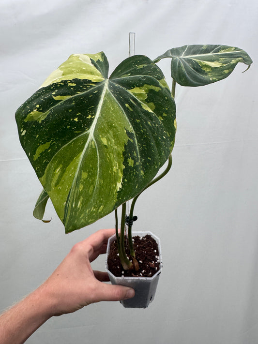 Philodendron gloriosum TRICOLOUR potted houseplant with large heart-shaped variegated green and yellow leaves, ideal for indoor decor.