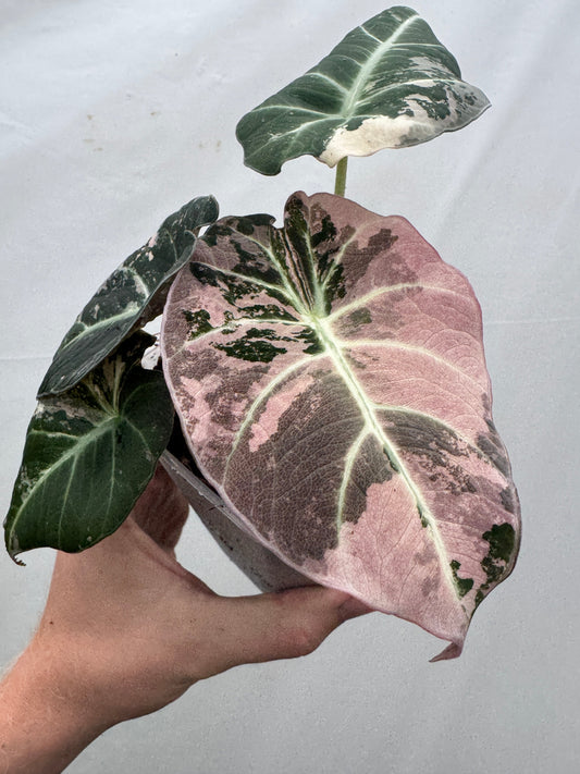Alocasia reginula 'Black Velvet' Pink Albo
