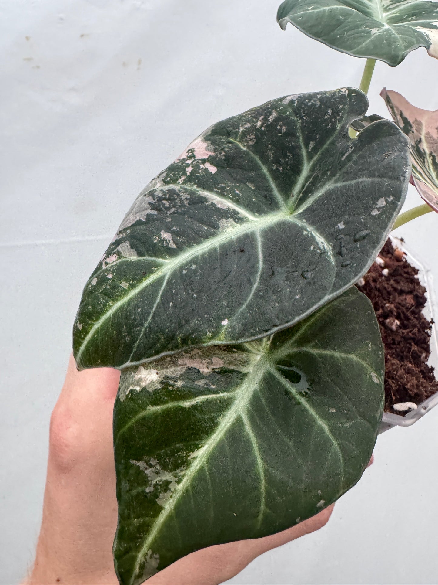 Alocasia reginula 'Black Velvet' Pink Albo