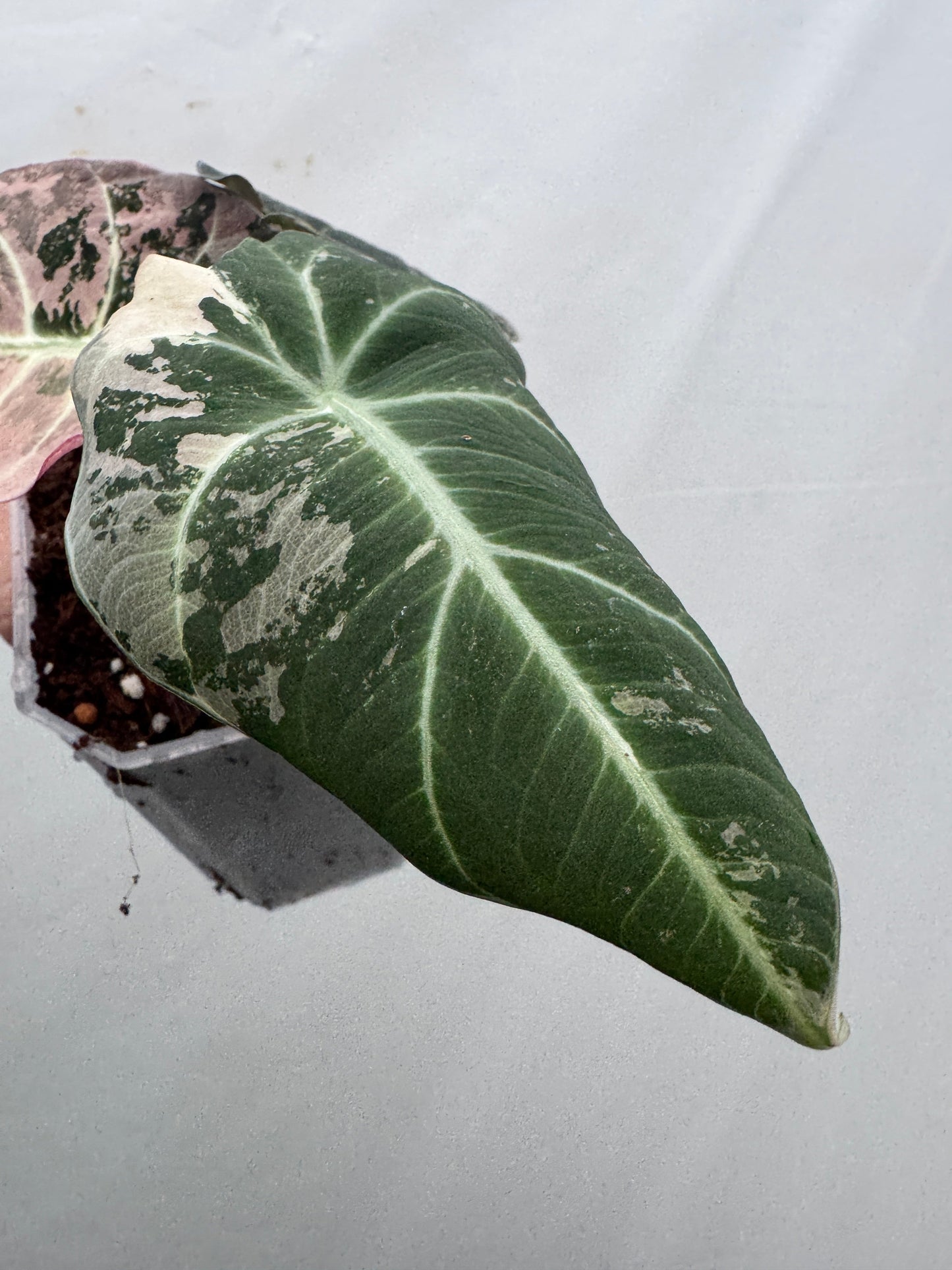 Alocasia reginula 'Black Velvet' Pink Albo