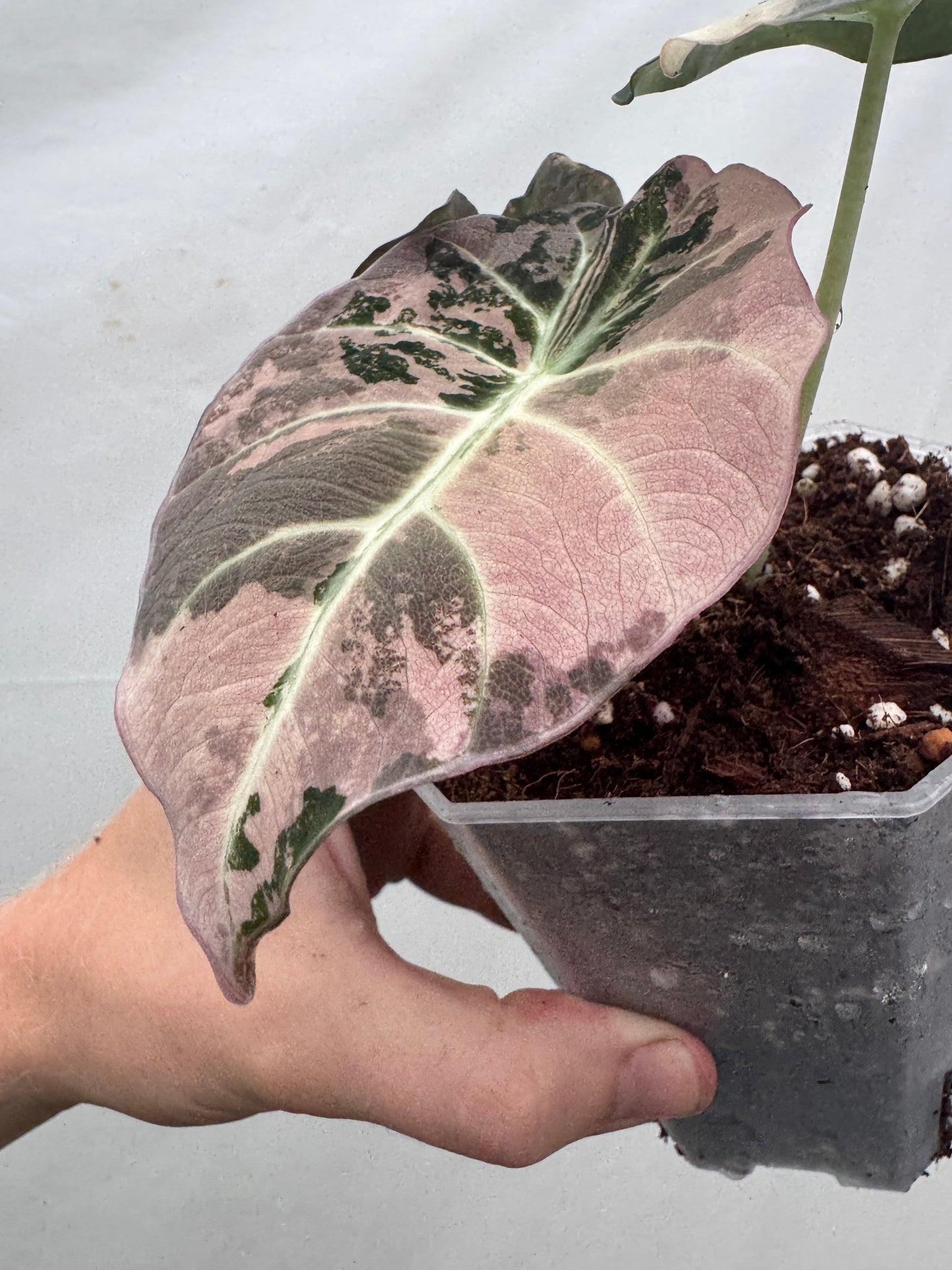 Alocasia reginula 'Black Velvet' Pink Albo