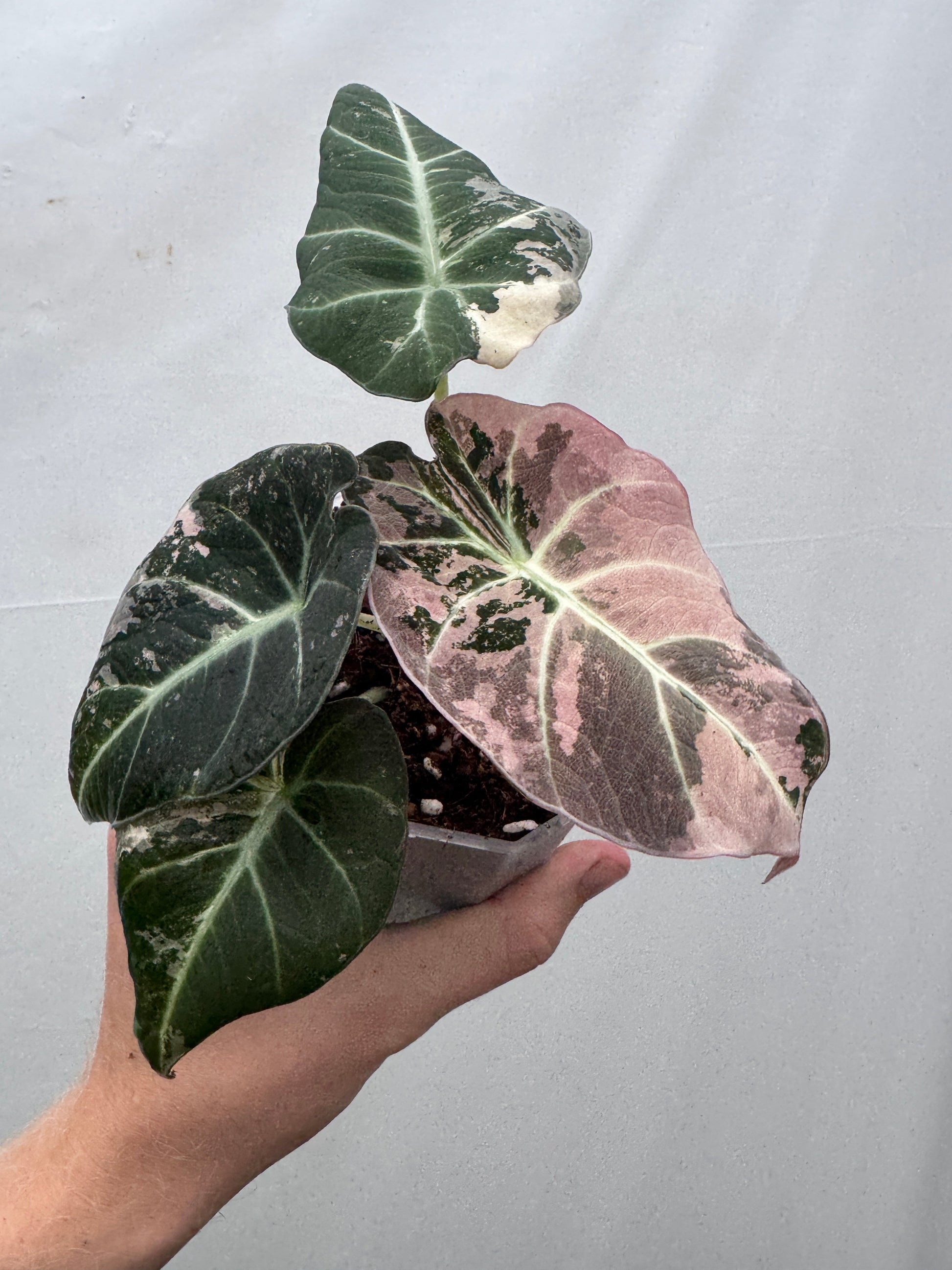 Alocasia reginula 'Black Velvet' Pink Albo potted plant with dark green and pink variegated leaves, ideal for indoor home décor.