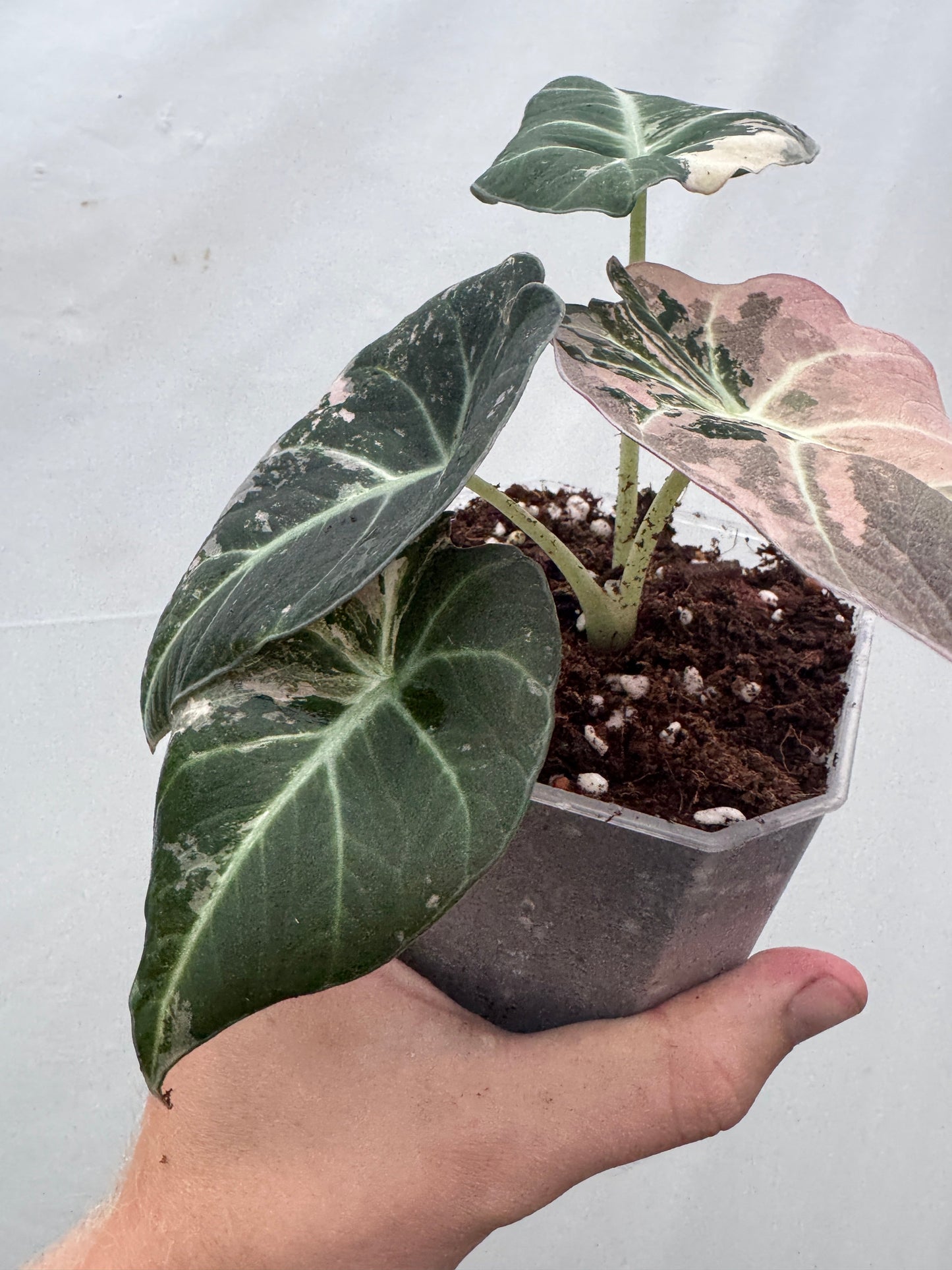 Alocasia reginula 'Black Velvet' Pink Albo