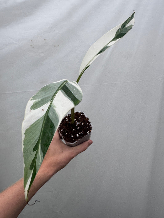 Musa 'Ae Ae' potted houseplant with striking green and white variegated leaves, ideal for indoor and outdoor tropical garden decor.