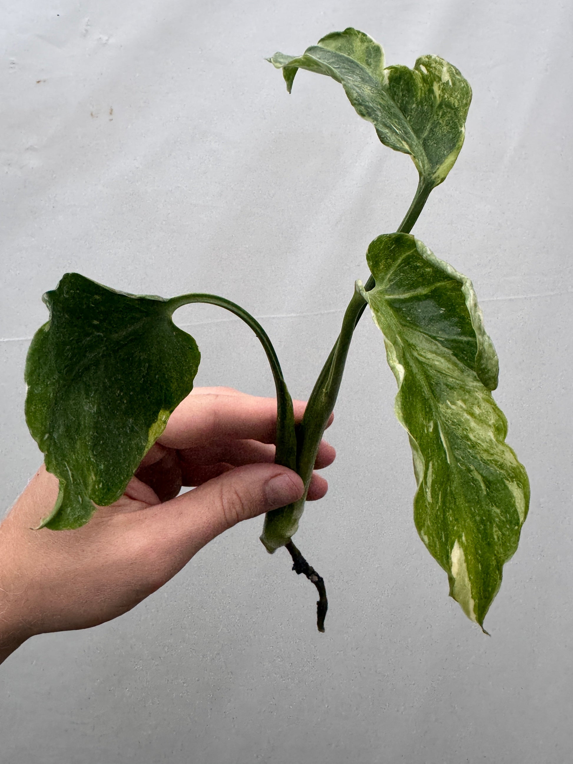 Monstera deliciosa UNIQUE SPORT - cutting with variegated green and cream leaves, ideal for indoor plant collectors and propagation.