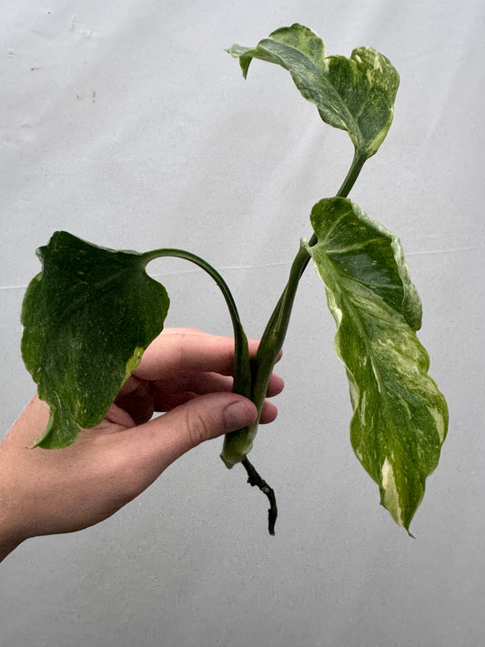 Monstera deliciosa UNIQUE SPORT - cutting with variegated green and cream leaves, ideal for indoor plant collectors and propagation.