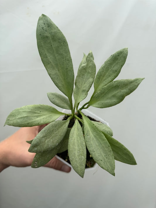 1x Unusual Mystery Hoya Subscription