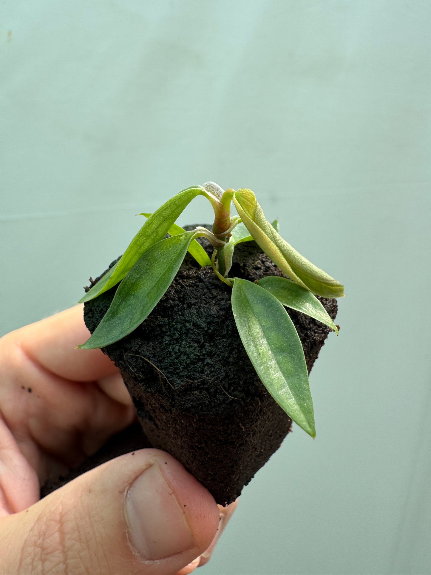 1x Unusual Mini Mystery Philodendron Subscription