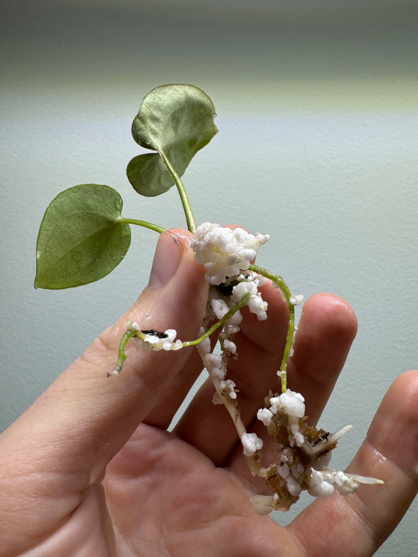 Anthurium papillilaminum x vergessenii 'df'