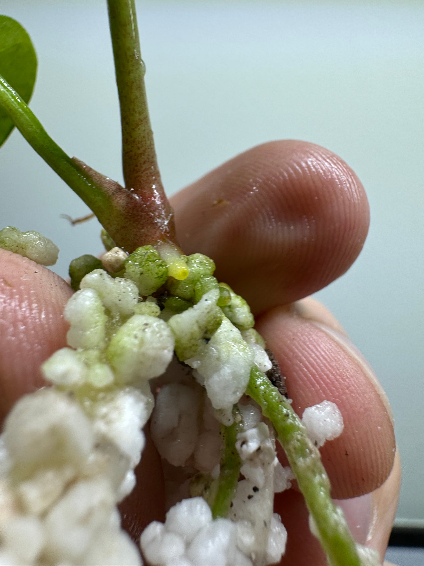 Anthurium papillilaminum x vergessenii 'df'
