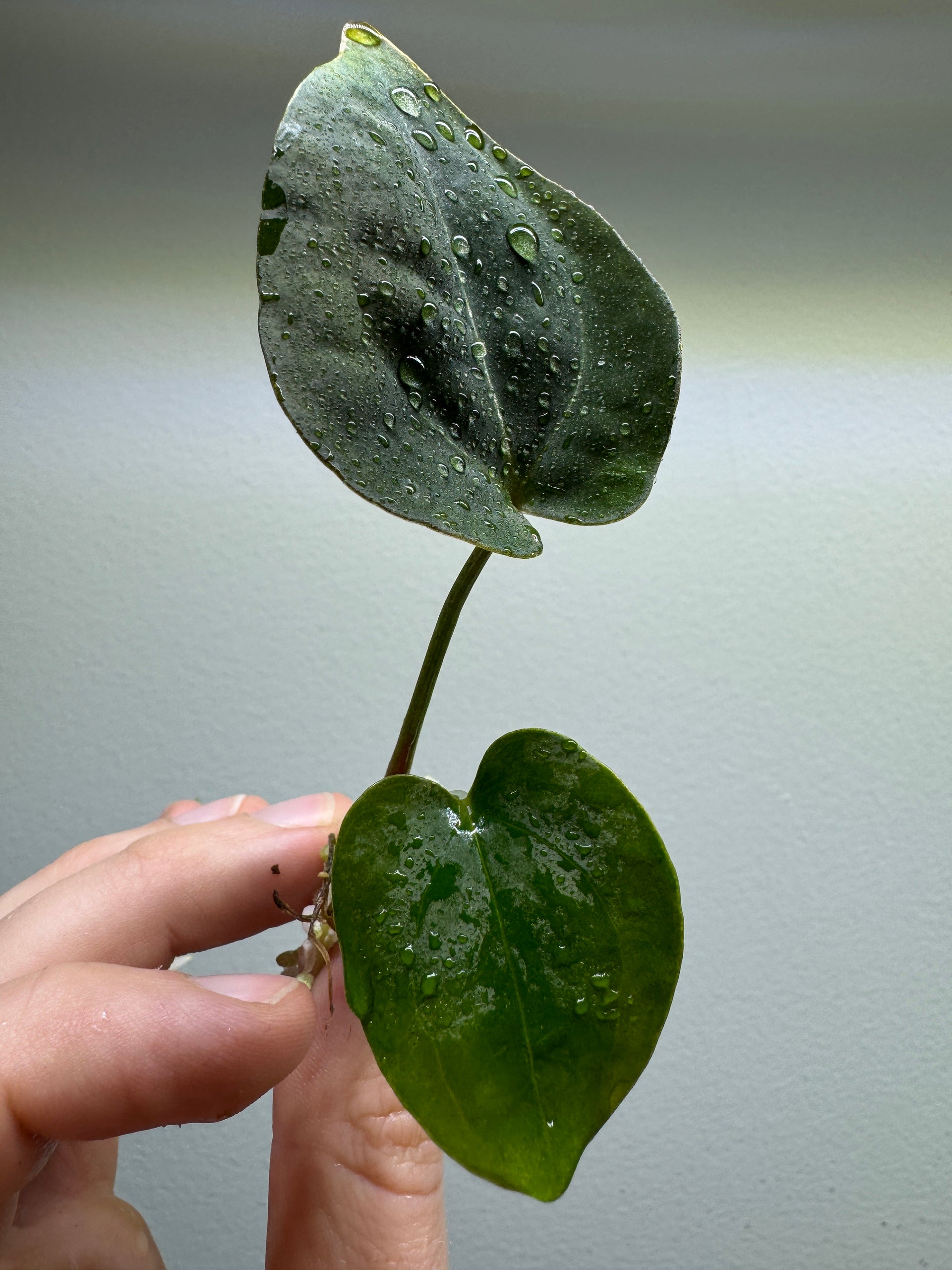 anthurium forgetii x papillilaminum Anthurium papillilaminum x forgetii 'DF' – Plantthatplant