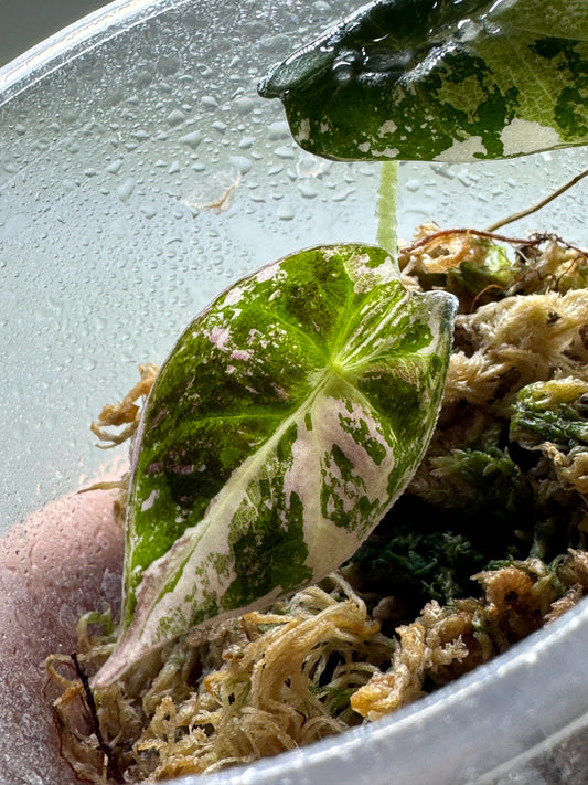 Alocasia Reginula 'Black Velvet' Albo