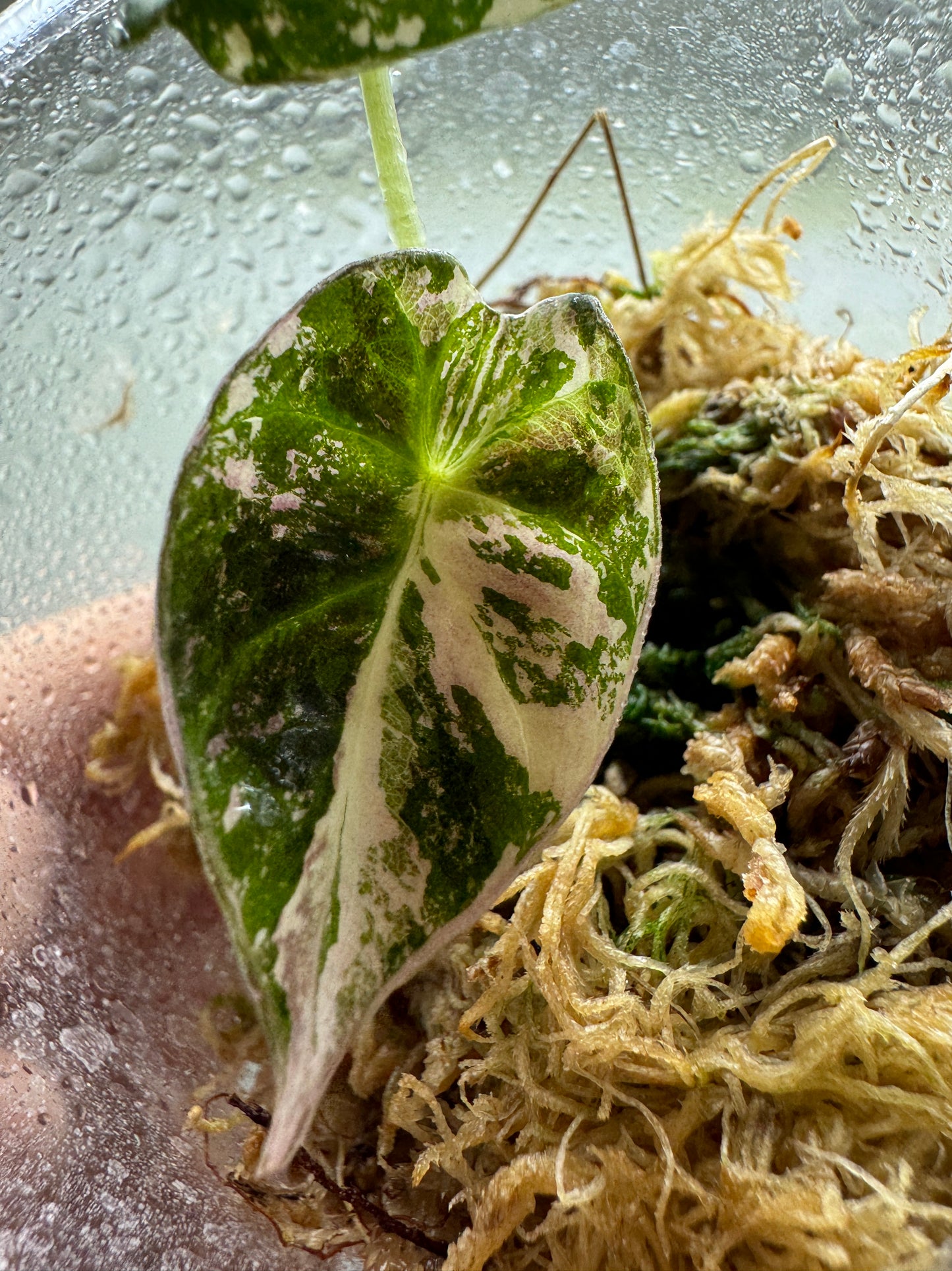 Alocasia Reginula 'Black Velvet' Albo