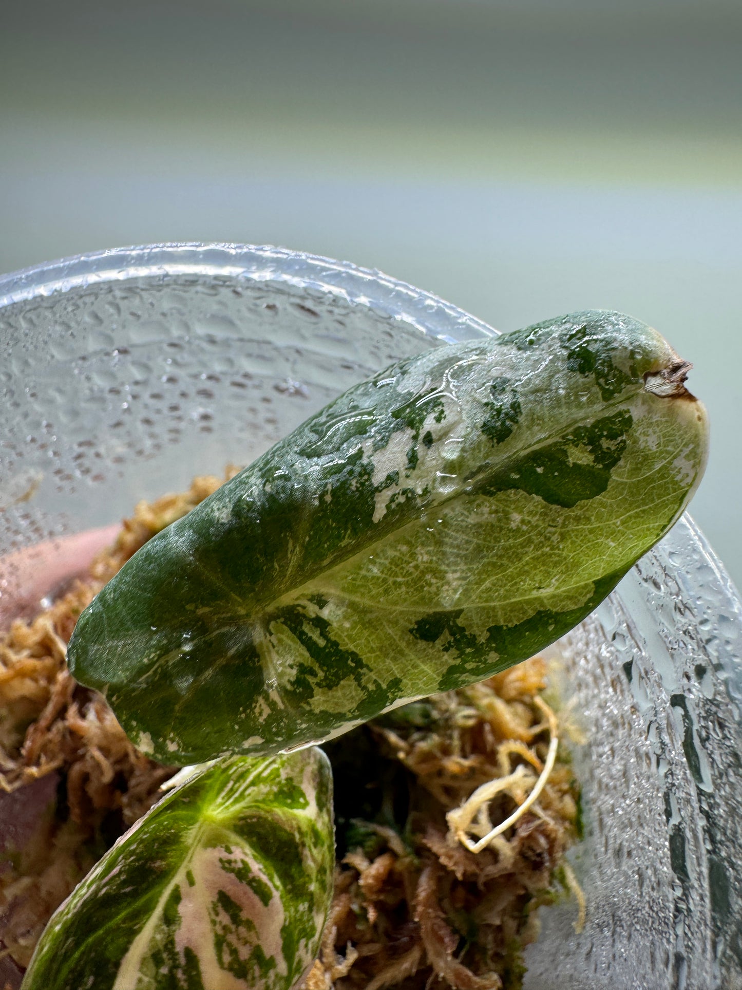 Alocasia Reginula 'Black Velvet' Albo